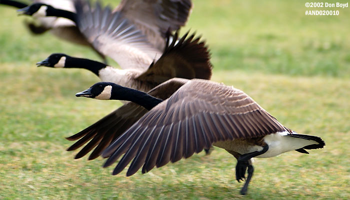 Geese taking flight bird stock photo