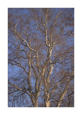 Tree I.