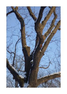 Tree II.