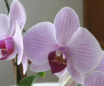 Orchid_08