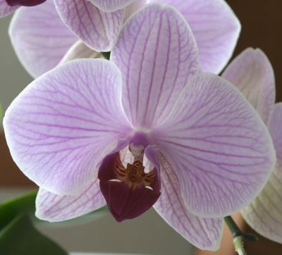 Orchid_07