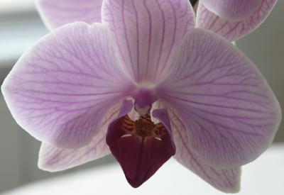 Orchid_06