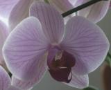 Orchid_05