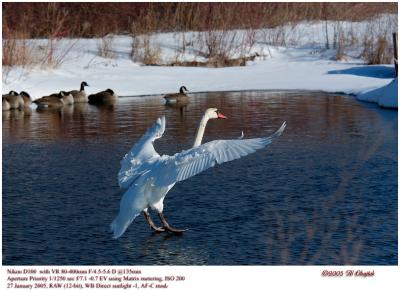 u17/al_obajtek/medium/39157832.landingswan.jpg