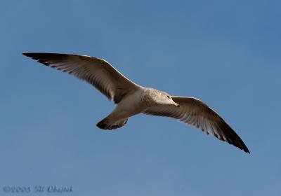 DSC_9846.jpg