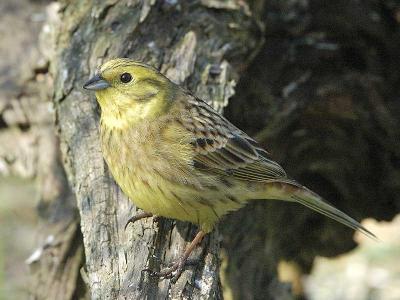 Yellowhammer - Gulspurv - Emberiza citrinella