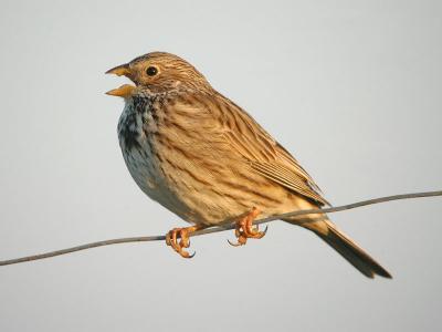 Corn Bunting - Bomlrke - Miliaria calandra