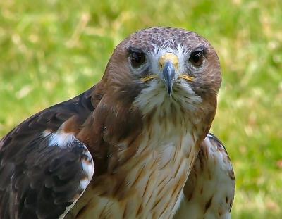 u17/alexwinser/medium/39204450.Hawk3.jpg