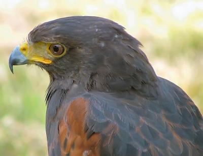 u17/alexwinser/medium/39204451.Hawk4.jpg