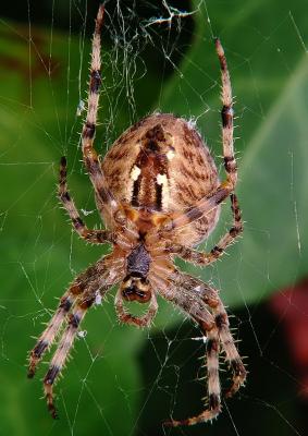 Garden Spider