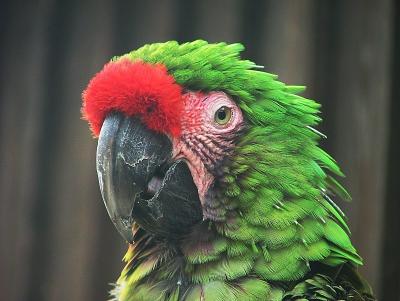 Parrot