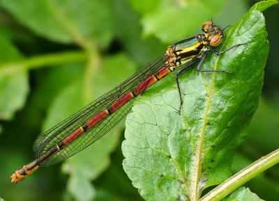 Large Red - Female