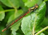 Large Red - Female