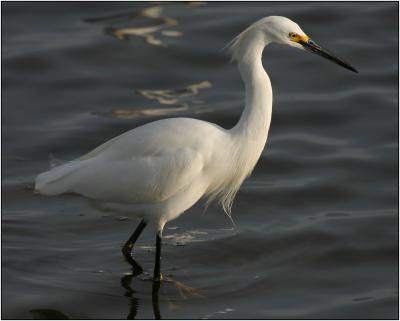 Snowy Egret