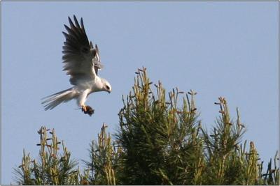 White-tailed Kite