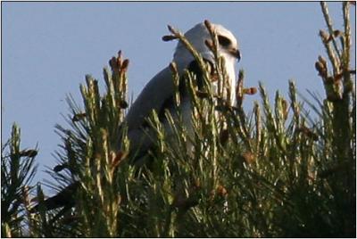 White-tailed Kite