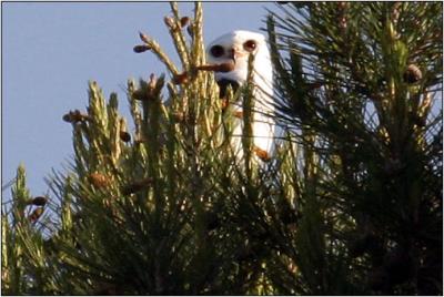 White-tailed Kite