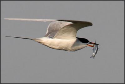 Forster's Tern