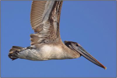 Brown Pelican