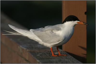 Forster's Tern