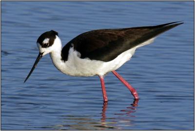 Black-necked Stilt