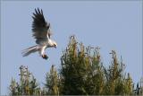 White-tailed Kite