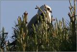 White-tailed Kite