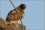 IMG_5453b.jpg