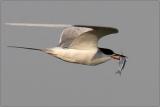 Forsters Tern