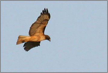 IMG_5458b.jpg