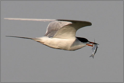 Forsters Tern