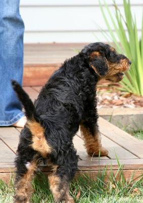 Big step for little paws