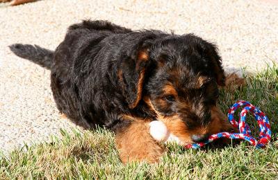 Higgins first kong
