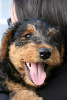 Tongue