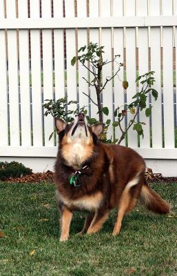 Monty in action