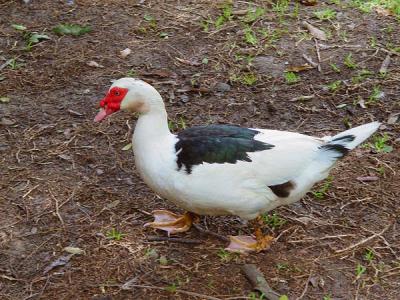 Pato - 02