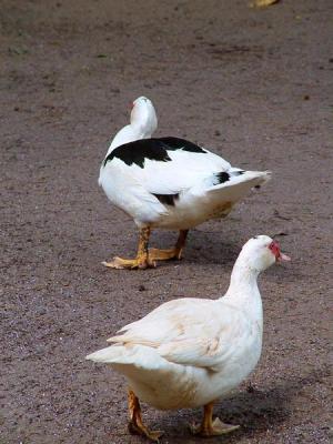 Pato - 04