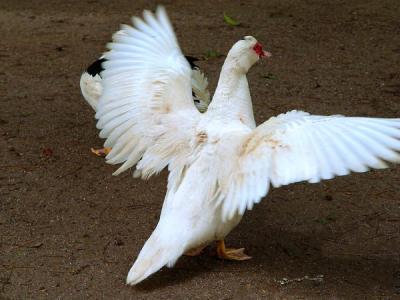 Pato - 05