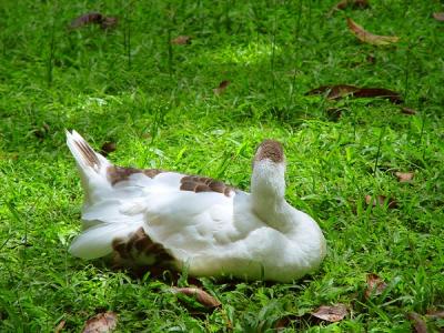 Pato - 07