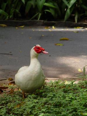 Pato - 09