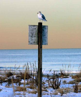 SeaGull on a Post