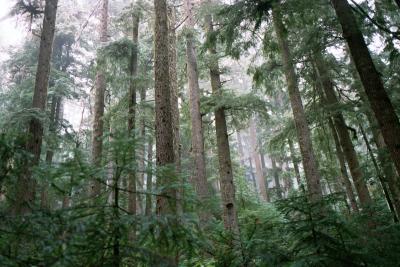 Around Longmire (below the treeline!)