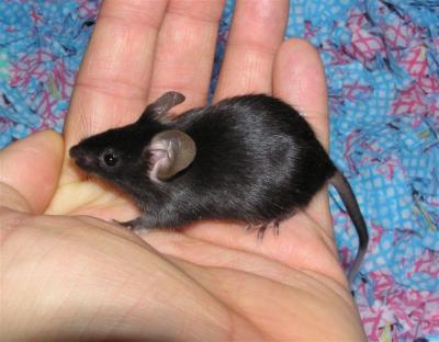 baby Guinness Jr