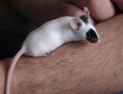 Baby Patch