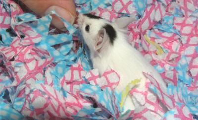Baby Patch