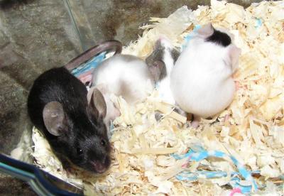 Four wee babies