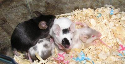 4 babies again