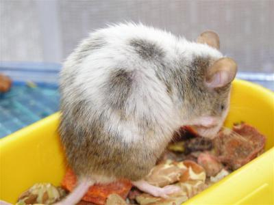 Doing what mice do best ... well, ok. second best!
