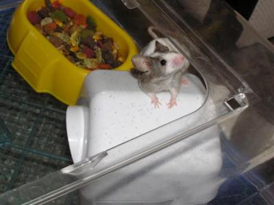 The great escape!