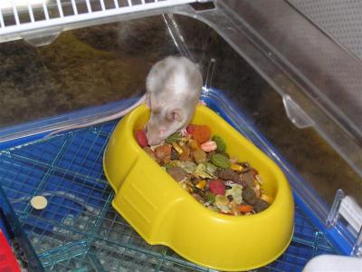 The Mice